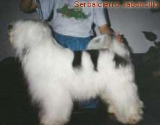 Serbalcierro Jaboncillo